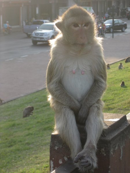 Favourite Photo Number 2 - Monkey From Thailand