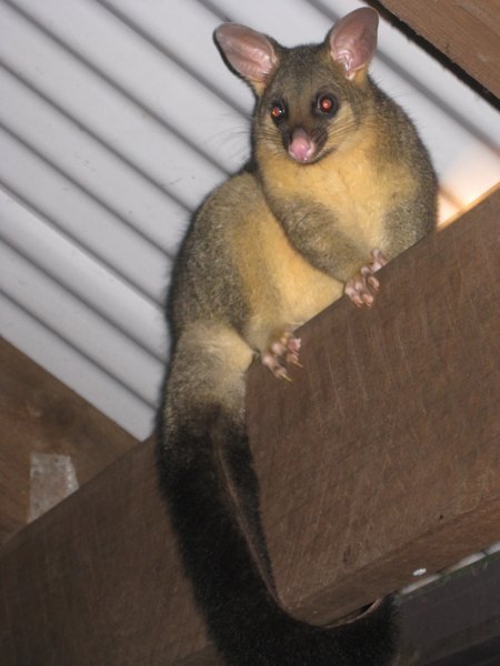 Favourite Photo Number 3 - Possum Seen In Coffs Harbour, Australia
