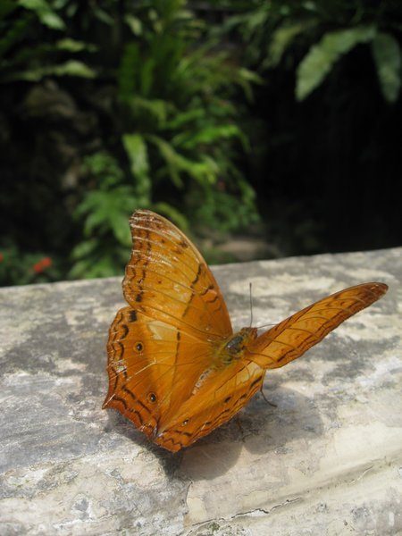 Favourite Photo Number 4 - Butterfly In KL