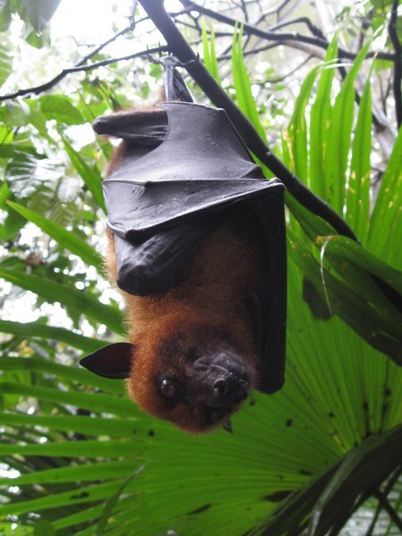 Favourite Photo Number 6 - Little Bat, Singapore Zoo