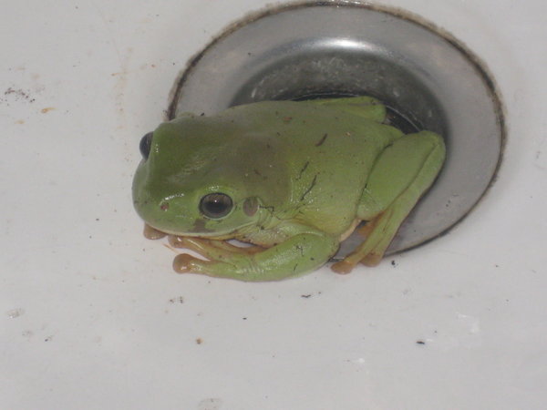 Favourite Photo Number 9 - Frog In Our Sink, Litchfield National Park, Australia