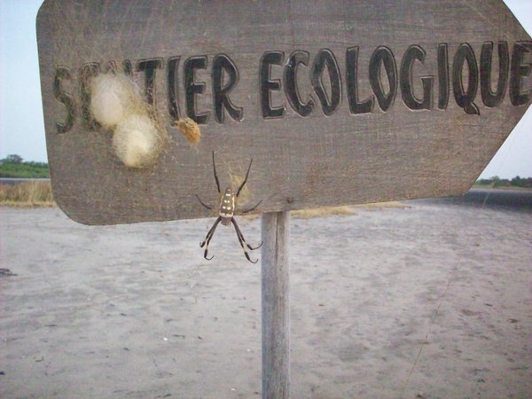 big spider.