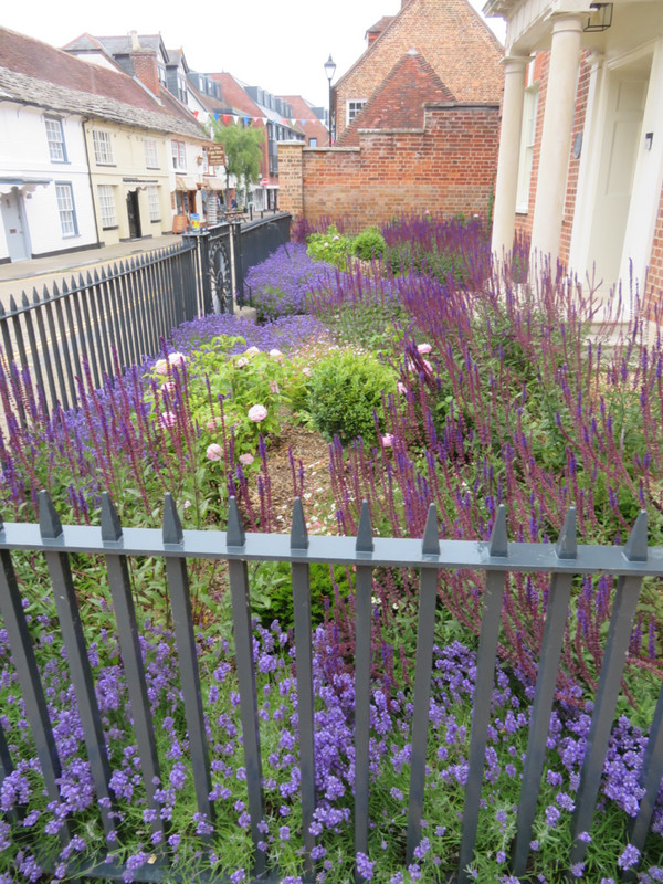 English lavender garden 