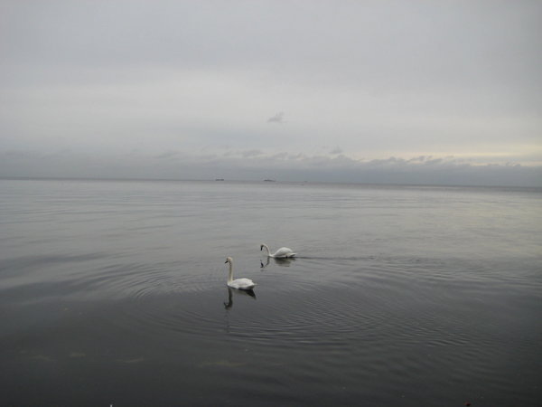 Swans and calm beach