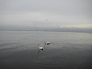 Swans and calm beach