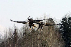 Eagles in flight