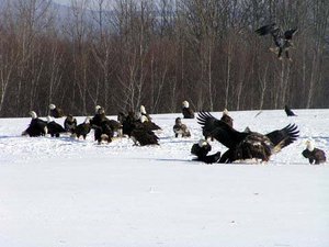 Eagles and food