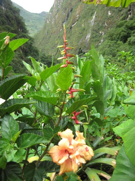 Jungle Flowers