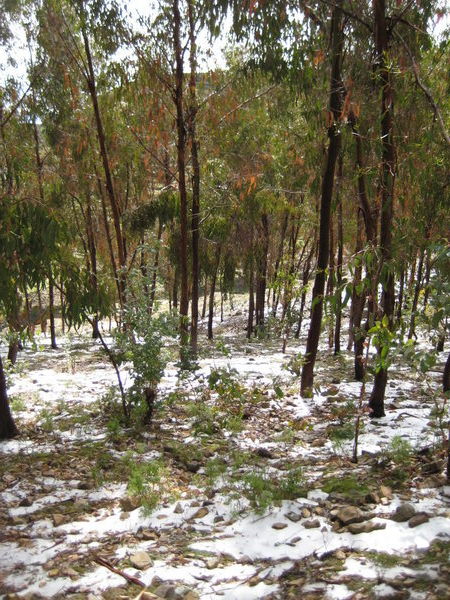 Snow and Eucalypt Trees