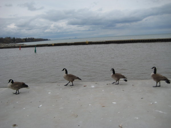 Geese on pier