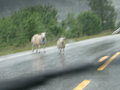 sheep in the street