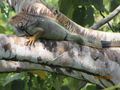 iguana's hangin around
