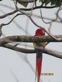 A Macaw.. so hard to catch:)