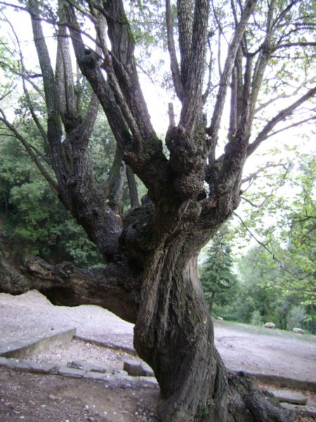 1000 Year-Old Tree