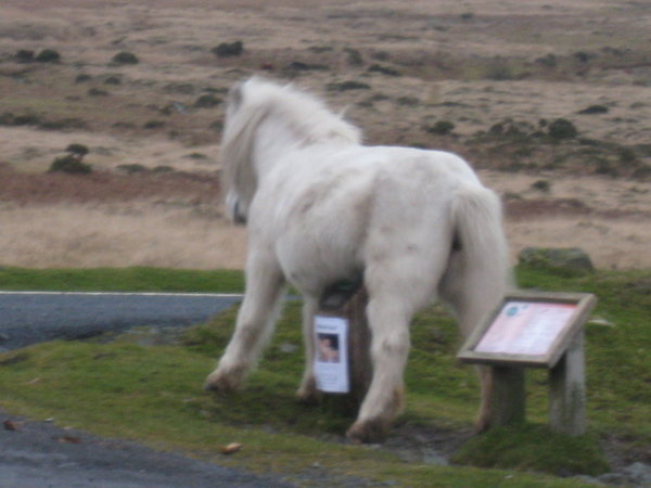 The old white pony having a scratch