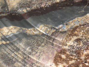 Dav explores the rockpools.. and gets all artistic with the camera