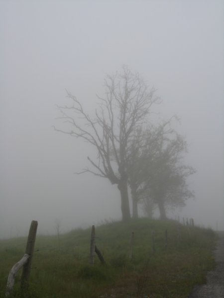 Eerie foggy morning