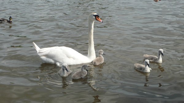 Swan and signets