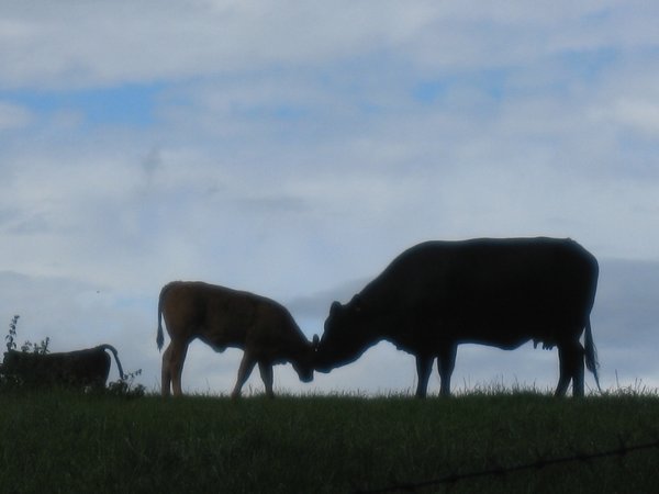 Cows near Lake Leven