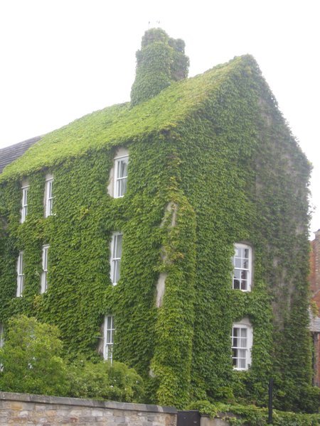House-shaped ivy bush