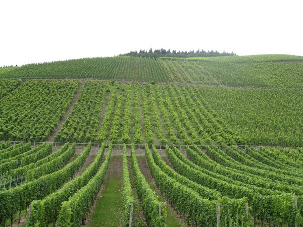 Acres and acres of vineyards