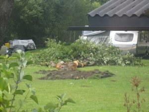 Fallen tree at campground near Wefen