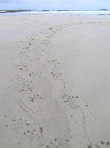 Iguana tracks heading back from the sea