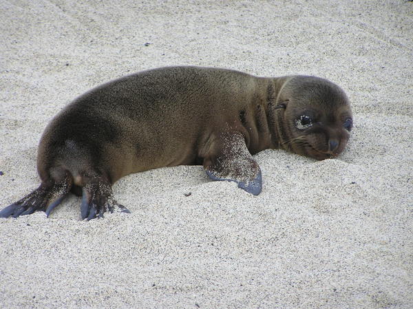 How cute is this ? A baby sealion at Las Tintoreras