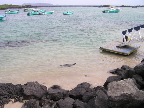 Baby sealion playing in the shallows by the port