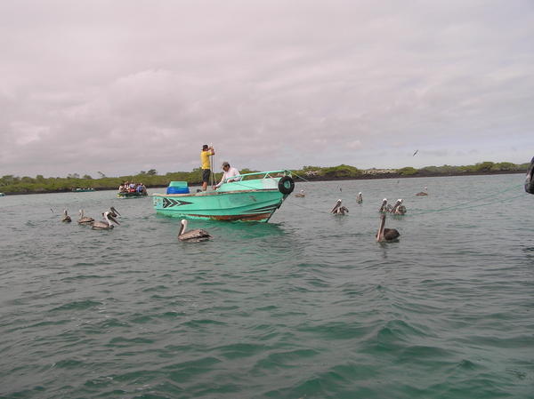 Pelicans gathering around a fishing boat hoping for scraps