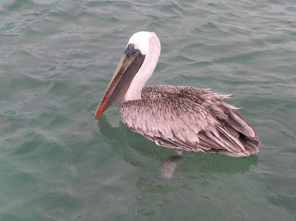 Up close with a pelican