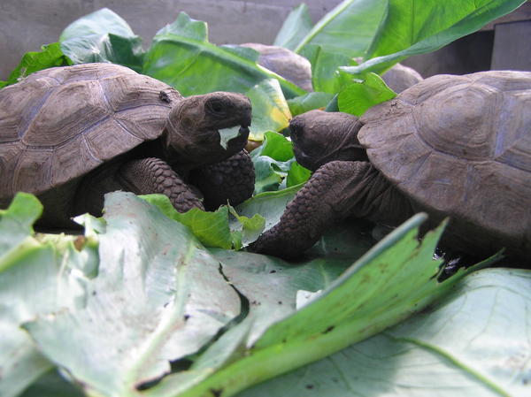 Baby tortoises the size of a hand