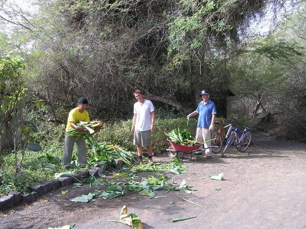 Oscar, Dave and Dick getting food ready for tortoises using machete