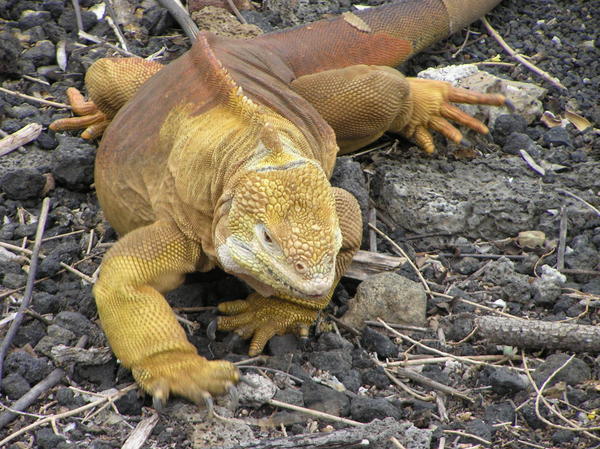 A land iguana - camouflage designed for the sand