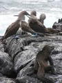 Blue-footed Boobys and Marine Iguanas living side by side