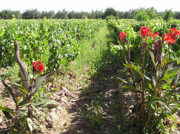 The organic and traditional Cecchin vineyards using natural plants to prevent insects instead of pesticides