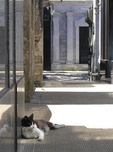 Cats, cats everywhere - keeping cool in the shade of the tombs