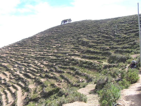 Making our way through the ancient Inca Agricultural terraces round the island
