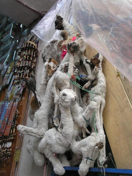 Some of the wares - Llama foetuses - nasty