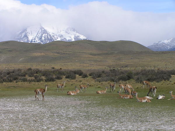 Typically Andean scene with Guanaco's in the foreground