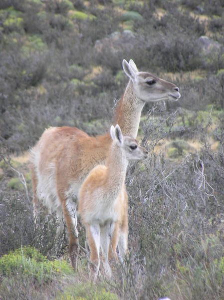Guanaco's in the pampas grass