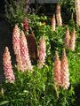 It's summer in Patagonia - and lupins flower everywhere