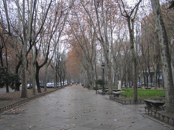 A winter scene of wet pavement, fallen leaves and grey skies.  Looking down Paseo del Prado