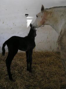 A day old foal getting some motherly love