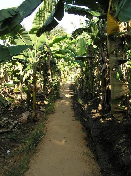 Through a banana plantation to get to the Mango Restaurent