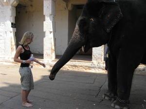 Bronia giving rupee to Lakshmi the elephant