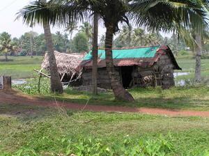 Reed and palm hut along backwaters