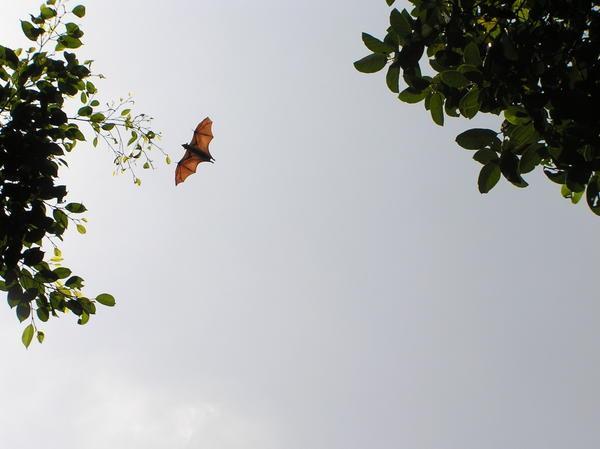 Flying foxes/Bats in flight