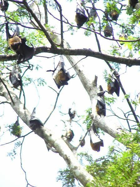 Flying foxes/Bats close up