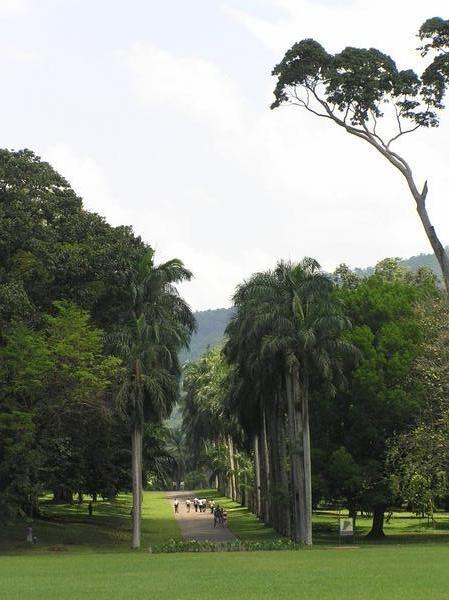 View down the Palm Avenue - Kandy Botanical Gardens